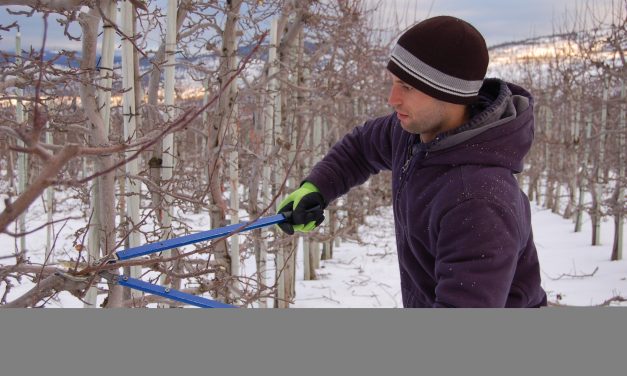 Fruit growers must remain competitive