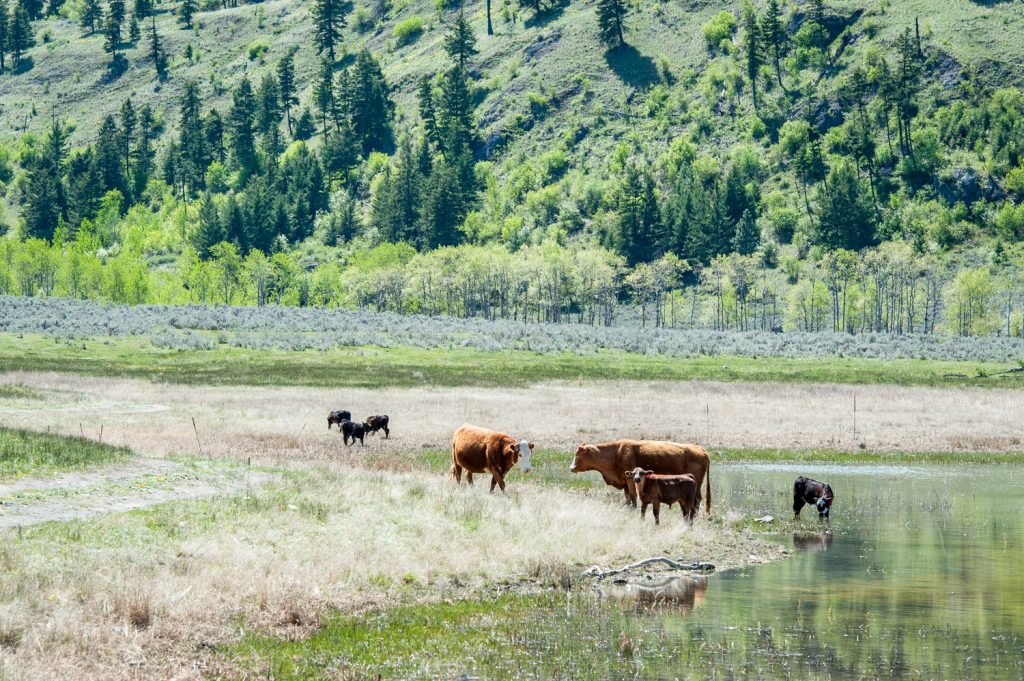 Cattle graze at Kilpoola Lake in the South Okanagan grasslands in the area under consideration for a national park reserve. (Richard McGuire file photo)