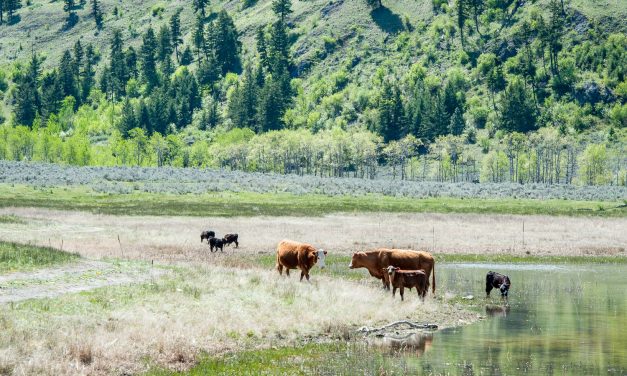 Ranchers, farmers urged to protect livestock