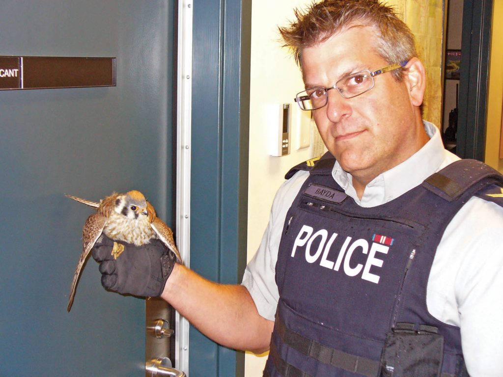 Cpl. Jason Bayda of Osoyoos RCMP shows the kestrel hawk that he helped to rescue from the grille of a tractor-trailer. The bird was uninjured, but is resting at SORCO prior to release. (Photo supplied)