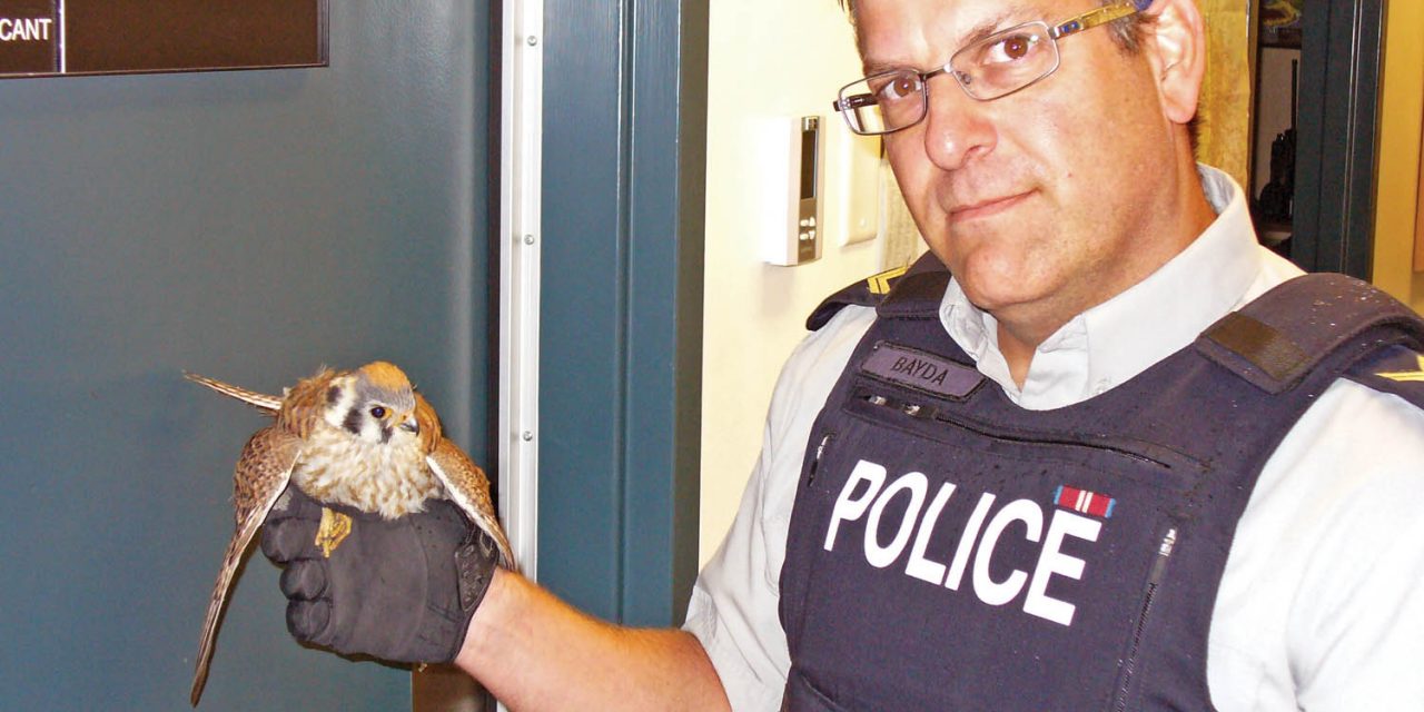 RCMP, trucker save life of hawk tangled in grille of tractor-trailer