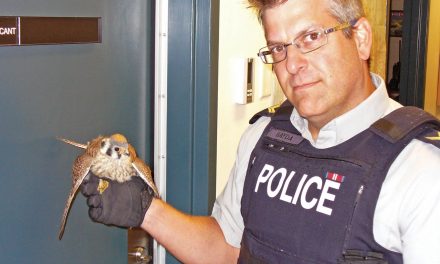 RCMP, trucker save life of hawk tangled in grille of tractor-trailer