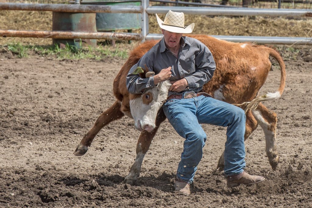 Troy Gerard, of Savona, struggles to wrestle a steer to the ground at Keremeos Elks Rodeo on Monday. Heavy rains on Sunday made for very muddy grounds and some of that mud persisted into Monday. Monday was warm and sunny, with only a brief light sprinkling of rain. Contestants competed in bronc riding, calf roping, steer wrestling, barrel racing, bull riding and more. The rodeo is held annually on the May long weekend. Princeton’s rodeo is coming up on June 13 and 14. (Richard McGuire photo)