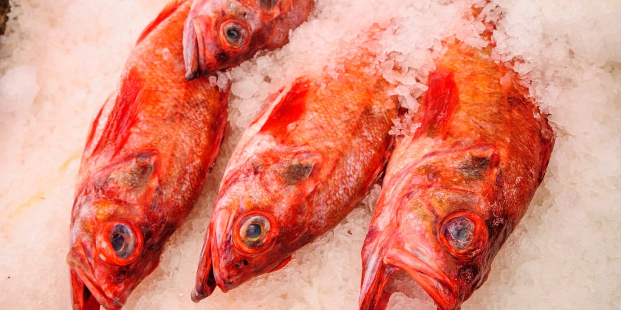 Recreational Sockeye fishery opening on Osoyoos Lake expected at end of month