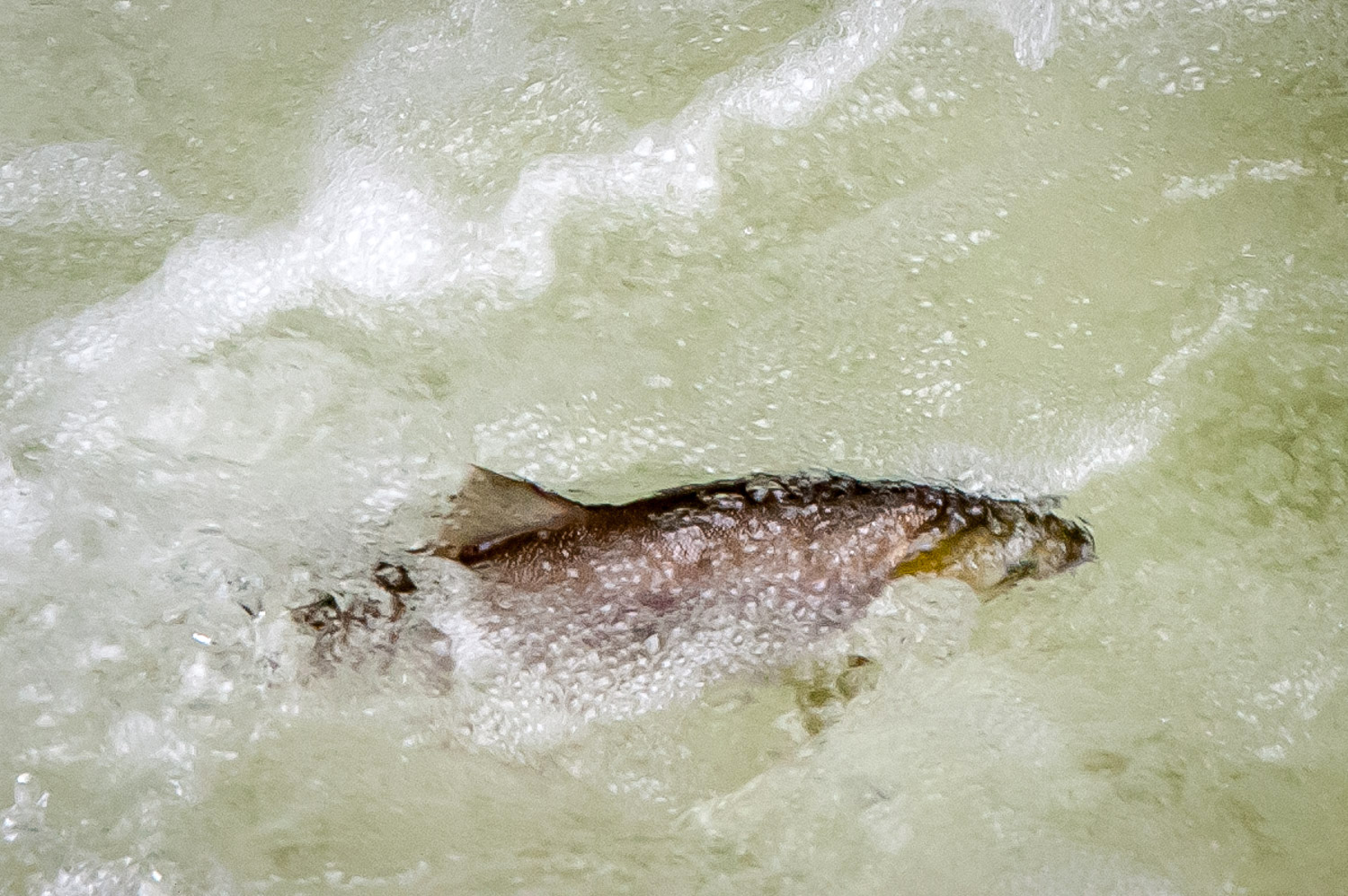 Sockeye salmon attempt to swim up one of the gates at the Zosel Dam in Oroville, Washington. The salmon are migrating up the Okanogan River to Osoyoos Lake, where they will wait before proceeding up tributaries in the late summer to spawn. (Richard McGuire photo)