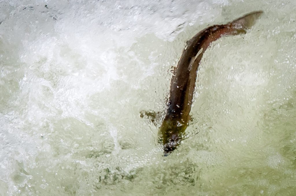 Sockeye salmon attempt to swim up one of the gates at the Zosel Dam in Oroville, Washington. The salmon are migrating up the Okanogan River to Osoyoos Lake, where they will wait before proceeding up tributaries in the late summer to spawn. (Richard McGuire photo)