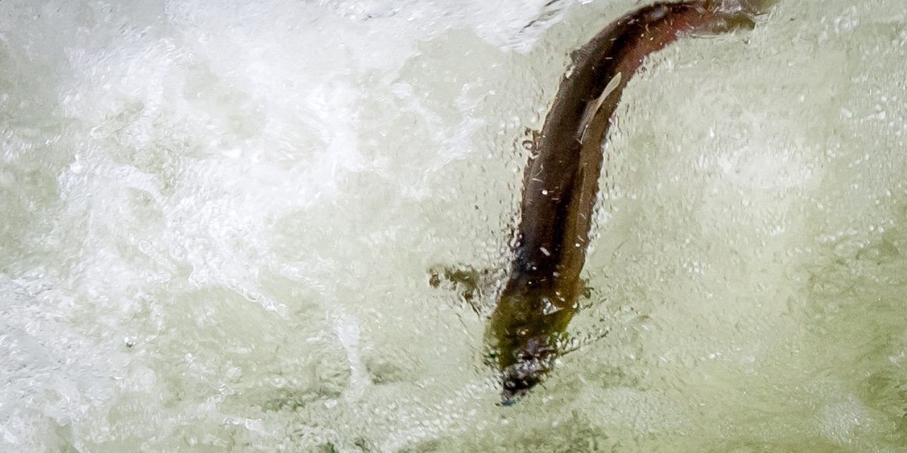 Recreational sockeye fishery to open July 29 for two fish per day on north basin of Osoyoos Lake