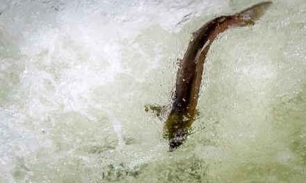 Recreational sockeye fishery to open July 29 for two fish per day on north basin of Osoyoos Lake