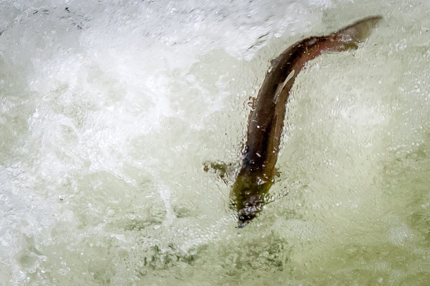 Sockeye salmon attempt to swim up one of the gates at the Zosel Dam in Oroville, Washington. The salmon are migrating up the Okanogan River to Osoyoos Lake, where they will wait before proceeding up tributaries in the late summer to spawn. (Richard McGuire photo)