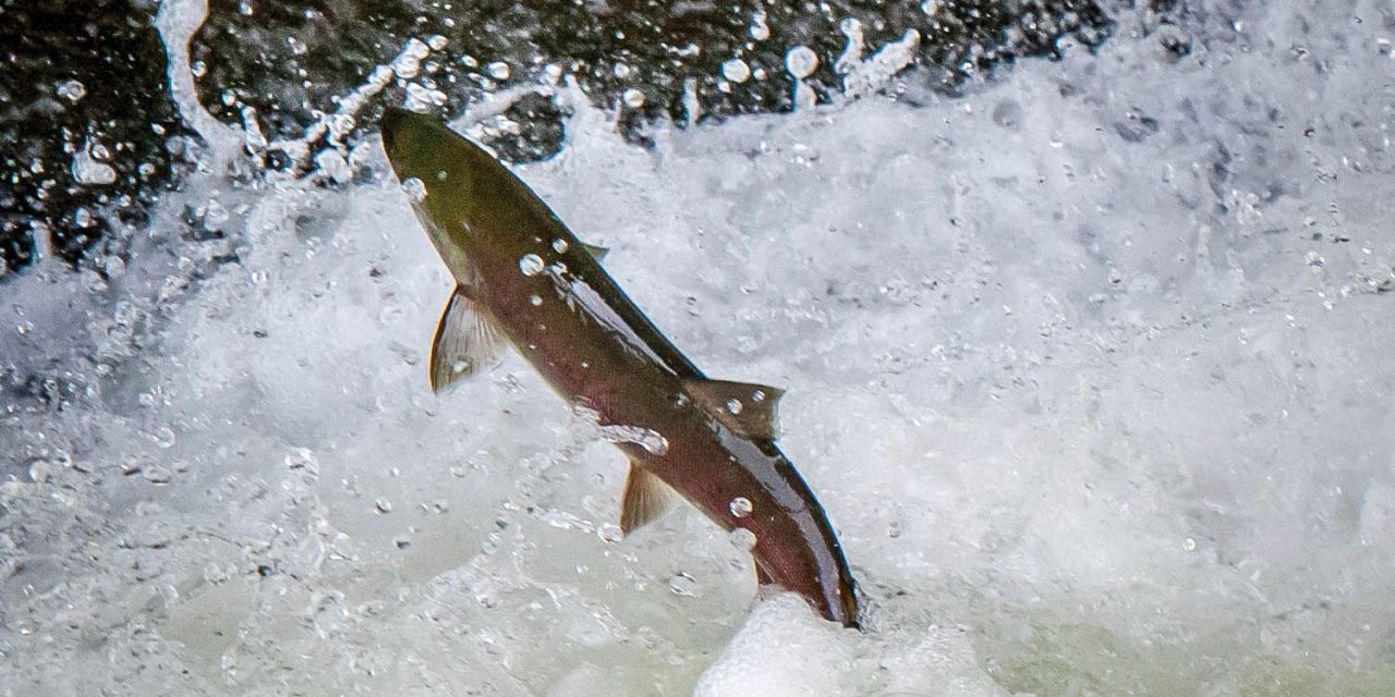 River Guardians aim to reduce illegal fishing on Osoyoos Lake