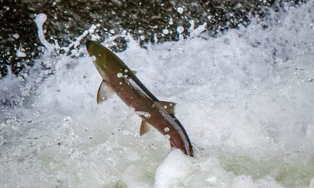 Okanagan Nation food fishery begins at sx̌ʷəx̌ʷnitkʷ (Okanagan Falls)