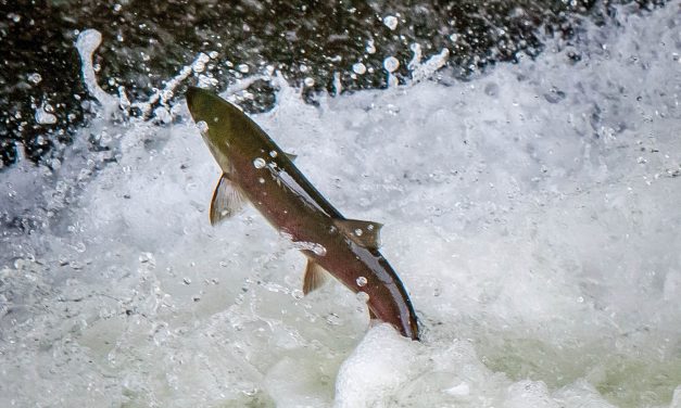 River Guardians aim to reduce illegal fishing on Osoyoos Lake