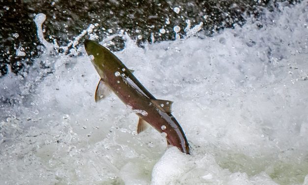 Salmon fishing ends on Osoyoos Lake Sept. 7