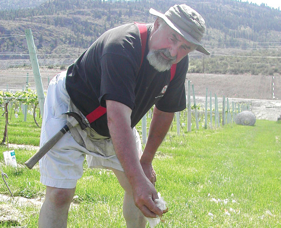 shotdogcimbalaweb George Cimbala shows off chicken feathers on his property shortly after he shot Pepper, a St. Bernard in the face. Photos by Paul Everest/ Osoyoos Times File - Click on picture for larger image