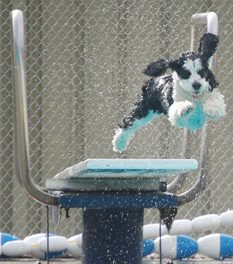 Dog Day Afternoon