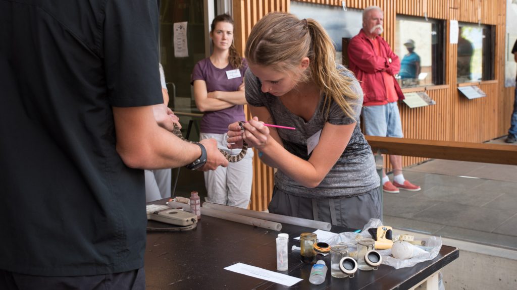 Kirsten Hales, a snake biologist, marks a rattlesnake's rattle with paint during the processing of found rattlesnakes at the Nk'Mip Desert Cultural Centre. There were public demonstations of the work done by the snake research program on Saturday, World Snake Day. (Richard McGuire photo)
