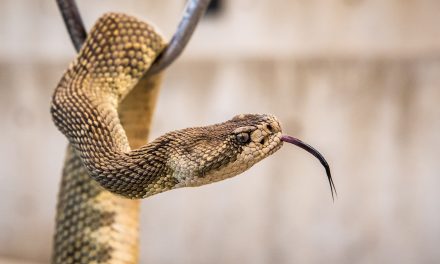 Rattlesnakes maligned and misunderstood, says biologist