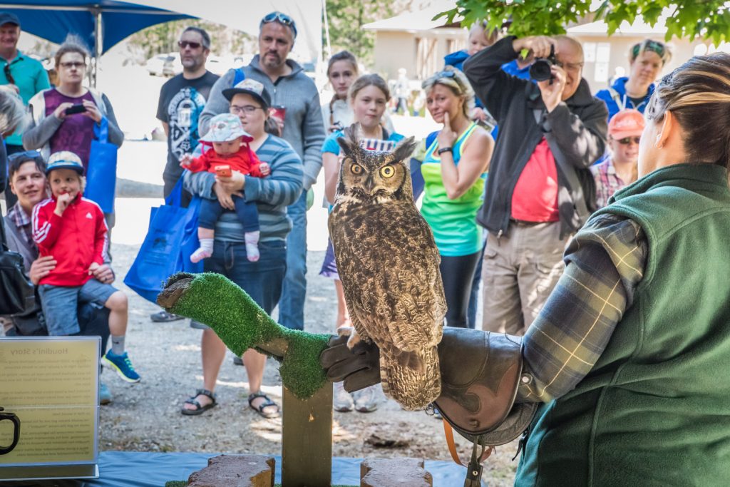 Volunteer Trish Dobransky shows off Houdini, a great horned owl, to visitors at SORCO's open house. Houdini is an education bird because his contact with humans makes him unsuitable for release into the wild, unlike other birds at SORCO that are treated and released. He acquired his name because of his ability to slip out of bandages, like the escape artist Harry Houdini about a century ago. (Richard McGuire photo)