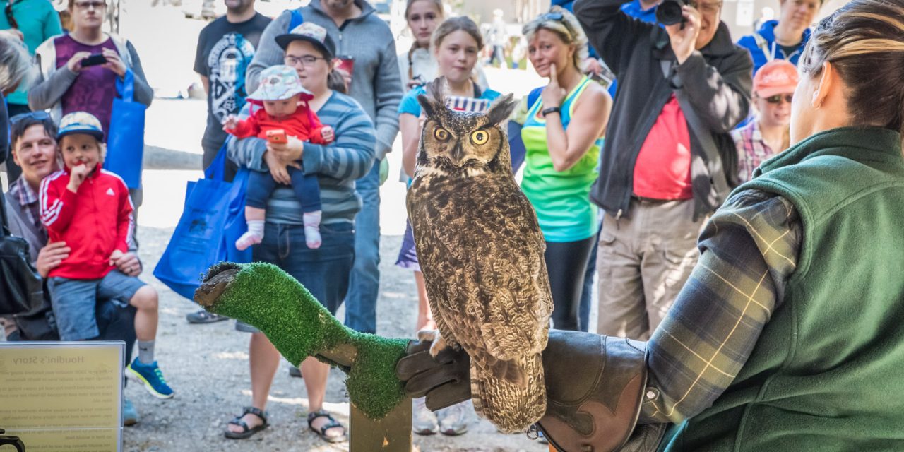 SORCO shows raptor rehab off to public