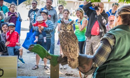 SORCO shows raptor rehab off to public