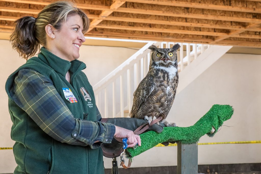 Volunteer Trish Dobransky shows off Houdini, a great horned owl, to visitors at SORCO's open house. Houdini is an education bird because his contact with humans makes him unsuitable for release into the wild, unlike other birds at SORCO that are treated and released. He acquired his name because of his ability to slip out of bandages, like the escape artist Harry Houdini about a century ago. (Richard McGuire photo)