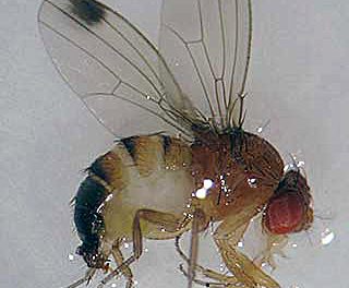 LOCAL AGRICULTURISTS BECOMING VIGILANT OF NEW PEST