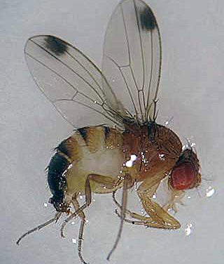 LOCAL AGRICULTURISTS BECOMING VIGILANT OF NEW PEST