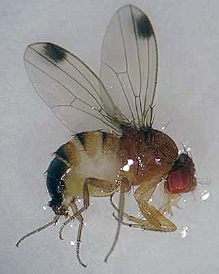 LOCAL AGRICULTURISTS BECOMING VIGILANT OF NEW PEST