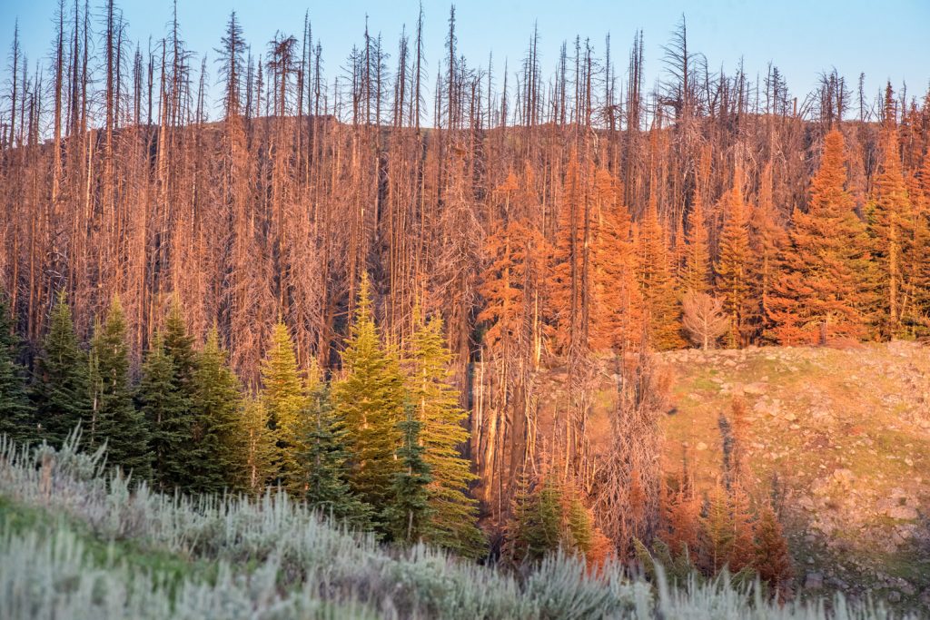 At the top of Mount Kobau there are areas destroyed by last year's Testalinden Creek wildfire and other nearby areas that are untouched. The descending sun lights up the trees in golden light as participants at the Mount Kobau Star Party get ready for another night of stargazing. (Richard McGuire photo)