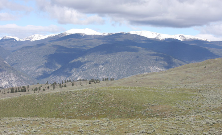 transboundaryweb A study looking at the vulnerability of “transboundary” species in B.C. included a case study on the antelope-brush ecosystem and grasslands of the South Okanagan. Photo by Paul Everest/Osoyoos Times File - Click on picture for larger image