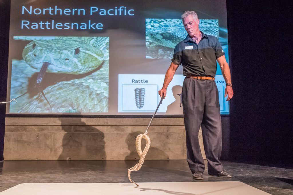 Visitors were treated to a showing of "Snakes Alive," a presentation on snakes in the Osoyoos area, following the opening ceremony for the Osoyoos Lake Water Science Forum at Nk'Mip Desert Cultural Centre. (Richard McGuire photo)