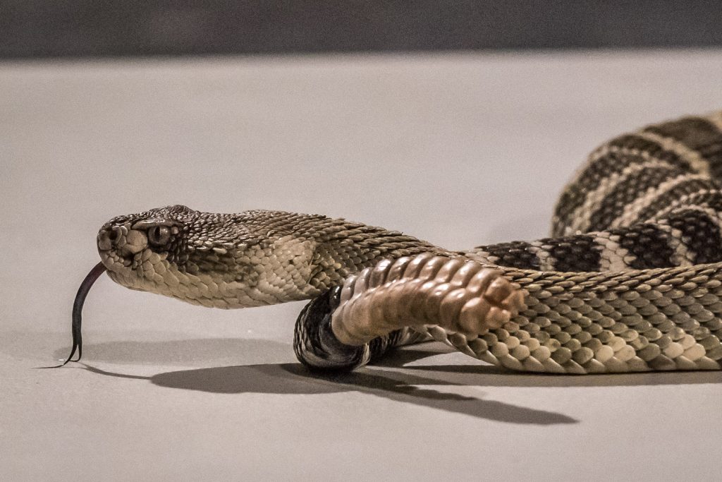 A Northern Pacific rattlesnake uses its tongue to sniff out possible prey during a demonstration at the Nk'Mip Desert Cultural Cente at the opening of the Osoyoos Lake Water Science Forum. (Richard McGuire photo)