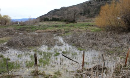 WETLAND NEAR PLANNED HIGHWAY EXPANSION SITE FOCUS OF PROTECTION EFFORTS