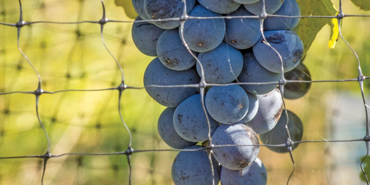 Local wineries gearing up for many visitors during popular Winter in Wine Country Festival