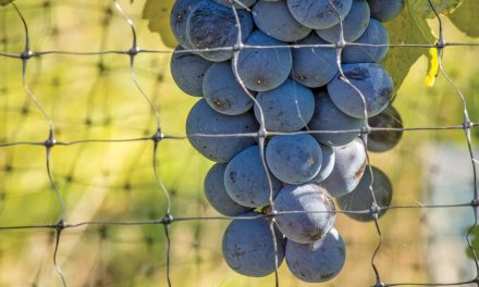 Local wineries gearing up for many visitors during popular Winter in Wine Country Festival