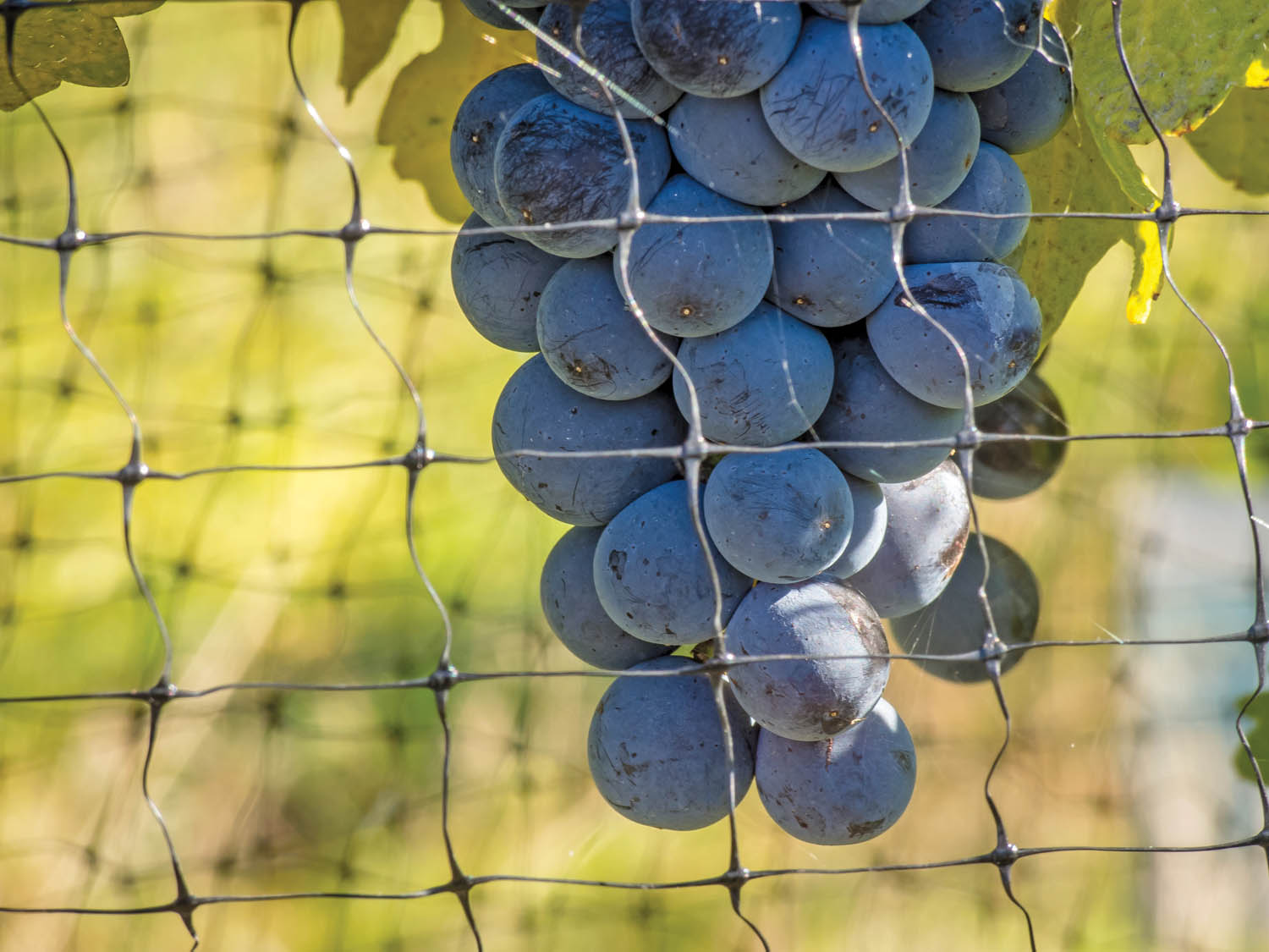 There will be plenty of great wine, outstanding food and good times as 27 wineries that belong to the Oliver Osoyoos Wine Association will be participating in this weekend’s Winter in Wine Country Festival. (Richard McGuire file photo)