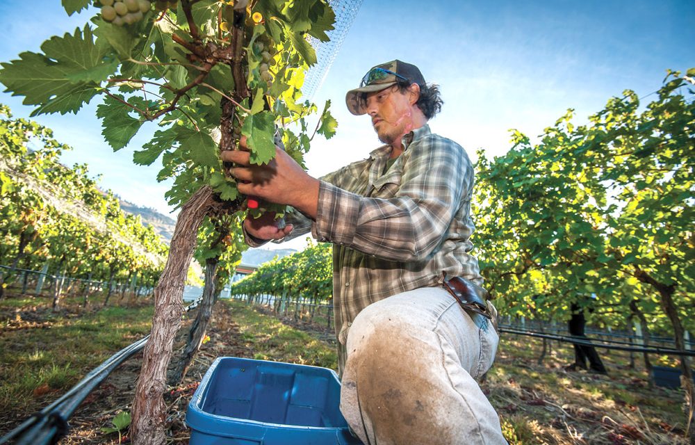 Local winemakers seeing exceptional harvest