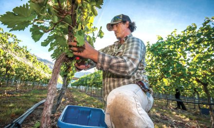 Local winemakers seeing exceptional harvest