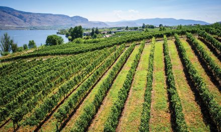 Challenging year for B.C. results in exceptional wine