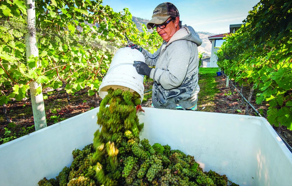 Oliver grocers not big on wine yet
