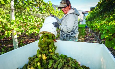 Oliver grocers not big on wine yet