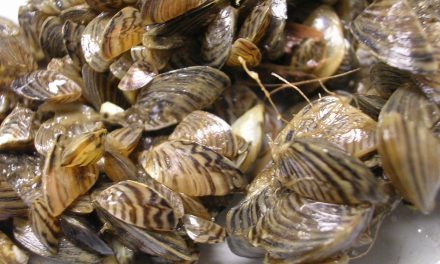 Inspections find 15 boats entering B.C. with adult invasive mussels, 117 boats quarantined