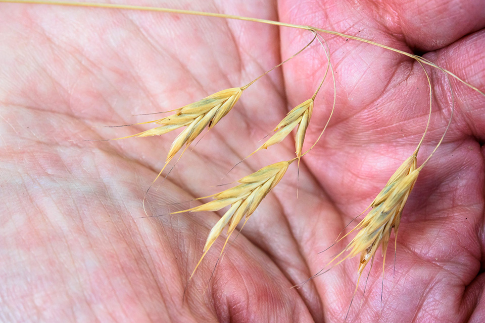Pet owners warned about harmful spear grass TimesChronicle.ca