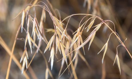 Pet owners warned about harmful spear grass