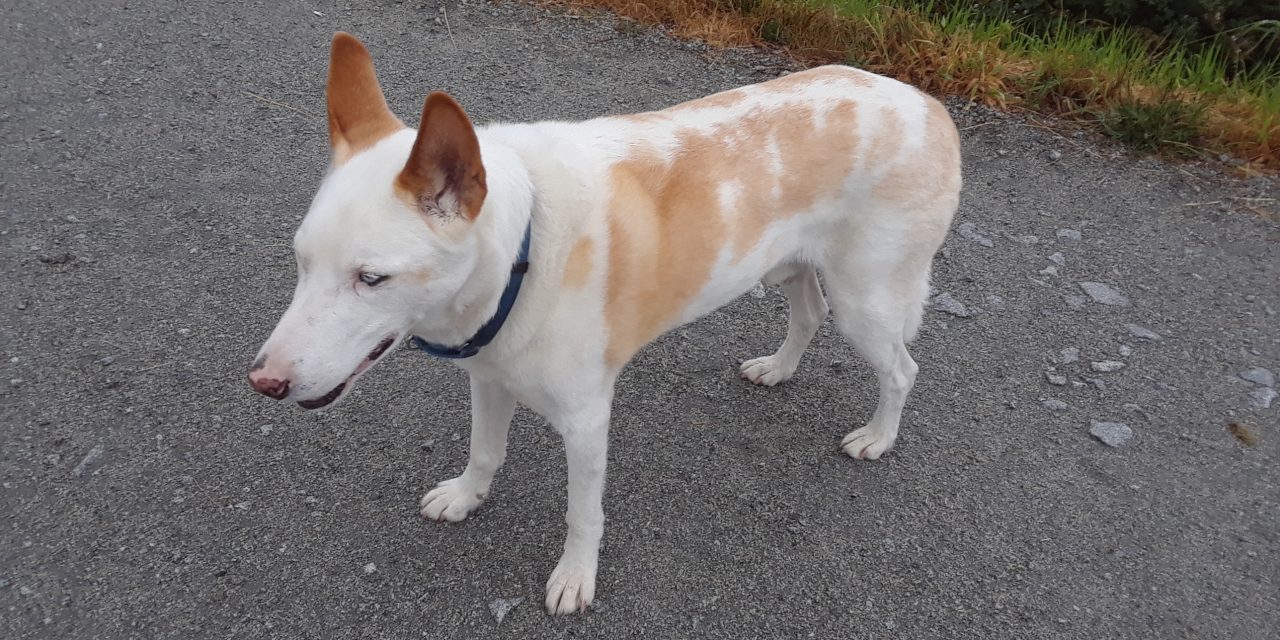 Woman’s long search for dog lost in South Okanagan continues