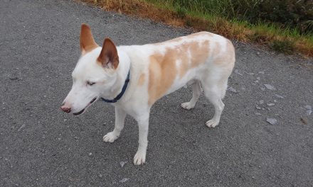 Woman’s long search for dog lost in South Okanagan continues