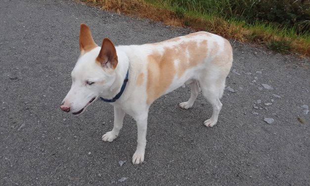 Woman’s long search for dog lost in South Okanagan continues