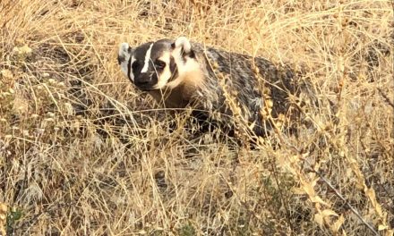 Endangered badger takes up residence at Desert Centre