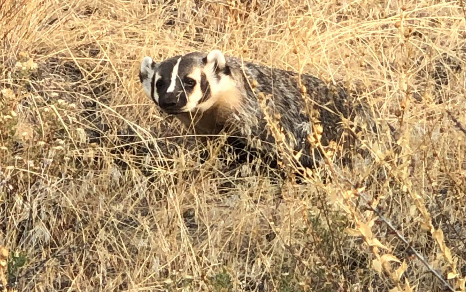 Endangered badger takes up residence at Desert Centre TimesChronicle.ca