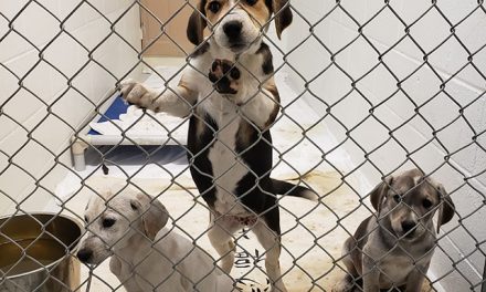 BC SPCA helps record number of animals